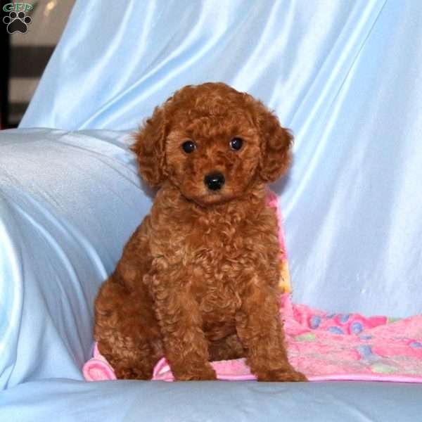 Bonnie, Miniature Poodle Puppy