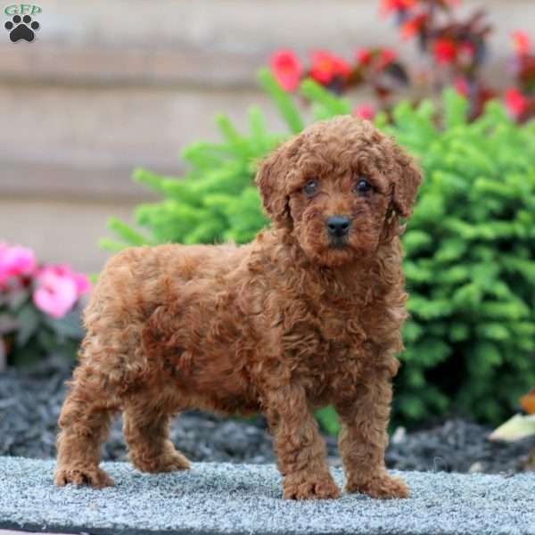 Bonnie, Miniature Poodle Puppy