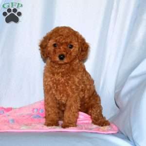 Bonnie, Miniature Poodle Puppy
