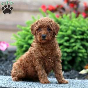 Bonnie, Miniature Poodle Puppy
