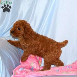 Bonnie, Miniature Poodle Puppy
