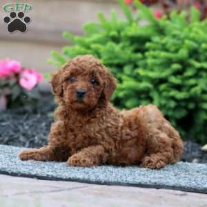 Bonnie, Miniature Poodle Puppy