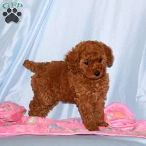 Bonnie, Miniature Poodle Puppy