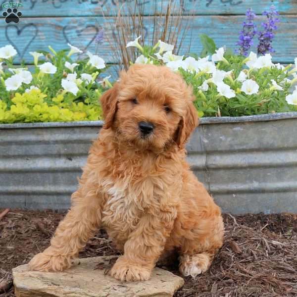Boomer, Mini Goldendoodle Puppy