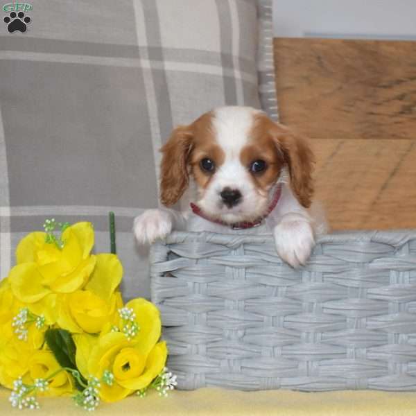 Boomer, Cavalier King Charles Spaniel Puppy