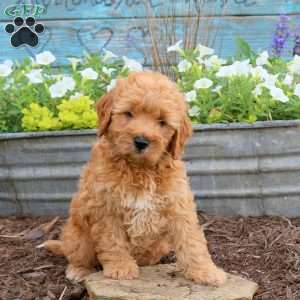 Boomer, Mini Goldendoodle Puppy