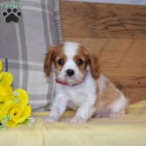 Boomer, Cavalier King Charles Spaniel Puppy