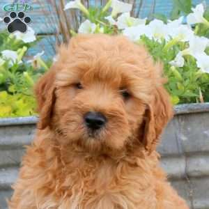 Boomer, Mini Goldendoodle Puppy