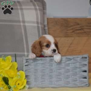 Boomer, Cavalier King Charles Spaniel Puppy