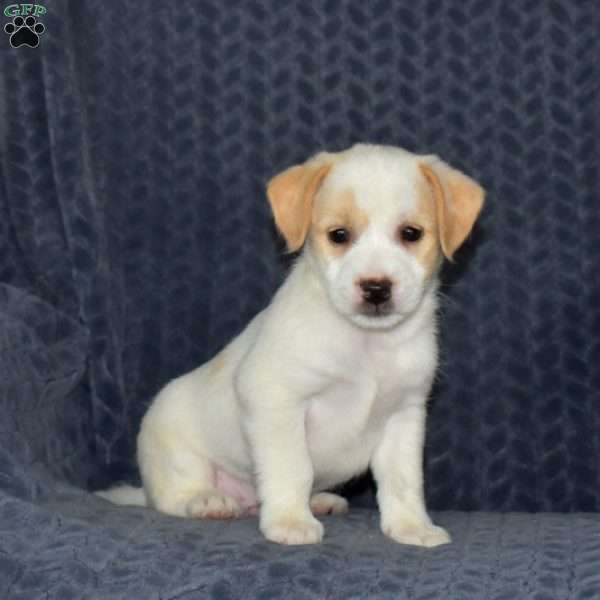 Boots, Jack Russell Mix Puppy