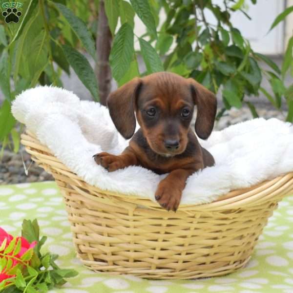 Boots-Miniature, Dachshund Puppy