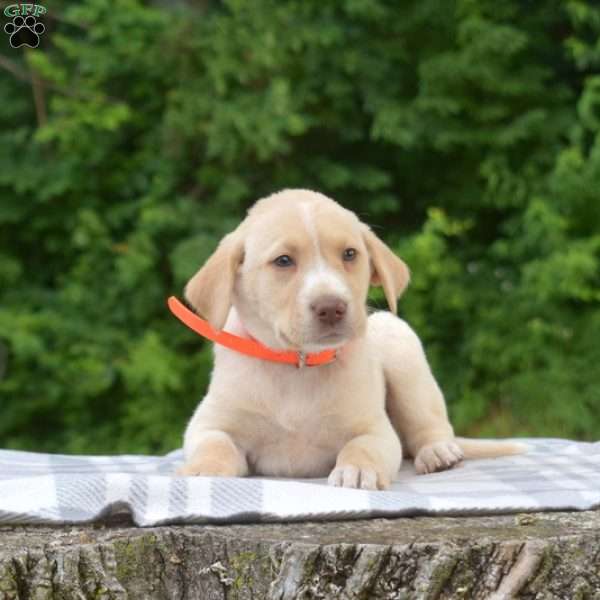 Boots, Labradoodle Puppy