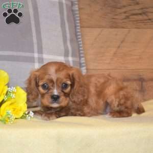 Boots, Cavalier King Charles Spaniel Puppy