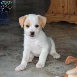 Boots, Jack Russell Mix Puppy