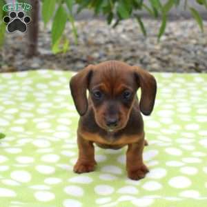Boots-Miniature, Dachshund Puppy
