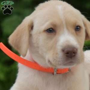 Boots, Labradoodle Puppy