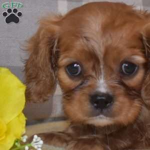Boots, Cavalier King Charles Spaniel Puppy