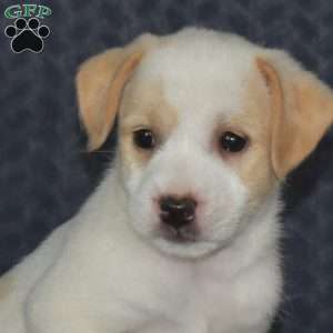 Boots, Jack Russell Mix Puppy