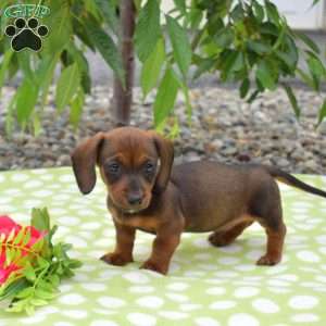 Boots-Miniature, Dachshund Puppy