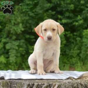 Boots, Labradoodle Puppy