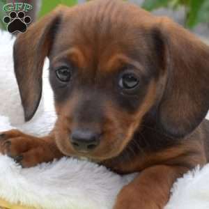 Boots-Miniature, Dachshund Puppy