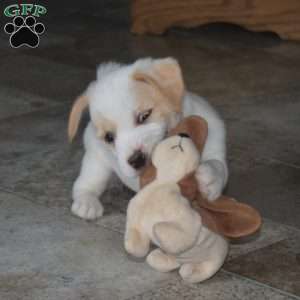 Boots, Jack Russell Mix Puppy