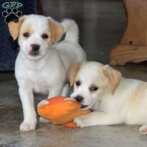 Boots, Jack Russell Mix Puppy