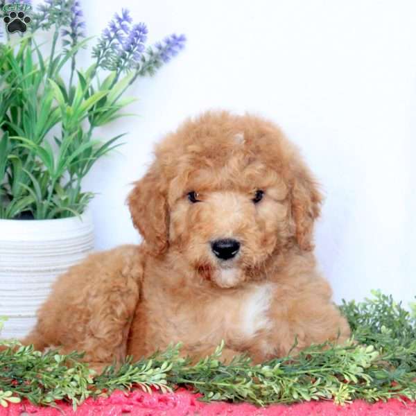 Bowie, Mini Goldendoodle Puppy