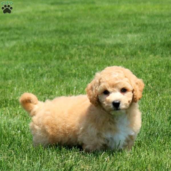 Bowie, Bich-Poo Puppy