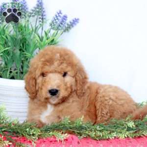 Bowie, Mini Goldendoodle Puppy