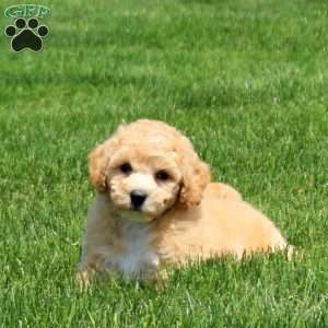 Bowie, Bich-Poo Puppy