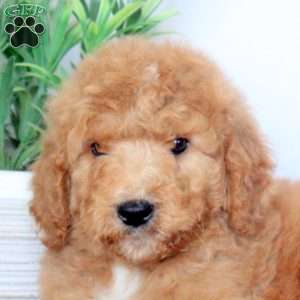 Bowie, Mini Goldendoodle Puppy