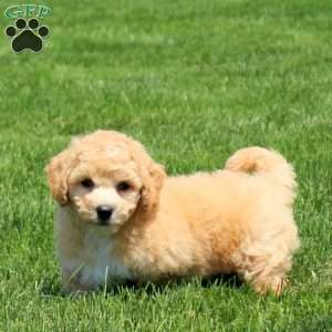 Bowie, Bich-Poo Puppy