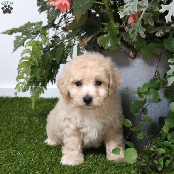 Boyd, Bich-Poo Puppy