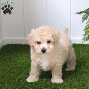 Boyd, Bich-Poo Puppy