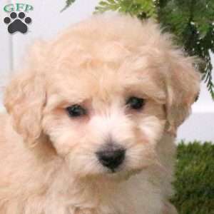 Boyd, Bich-Poo Puppy
