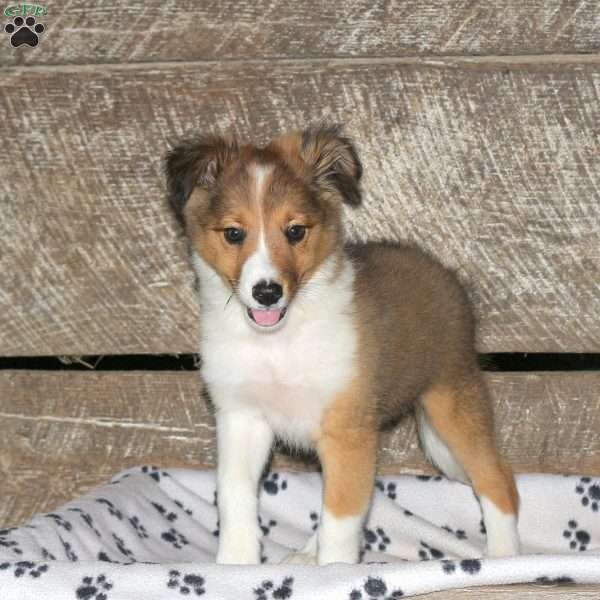 Brad, Border Collie Mix Puppy