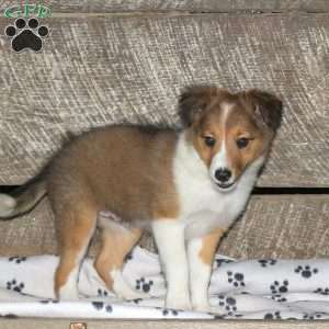 Brad, Border Collie Mix Puppy