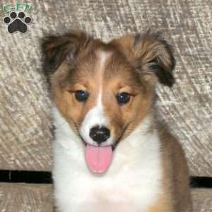 Brad, Border Collie Mix Puppy