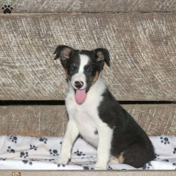Brady, Border Collie Mix Puppy