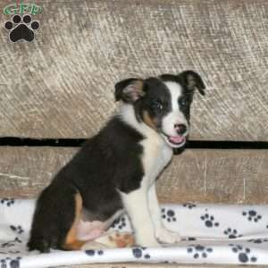 Brady, Border Collie Mix Puppy