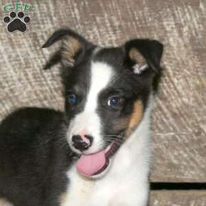 Brady, Border Collie Mix Puppy