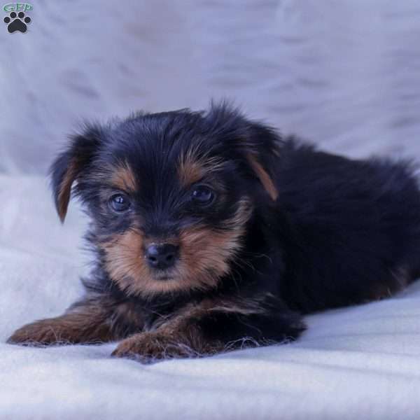 Brandy, Yorkie Puppy