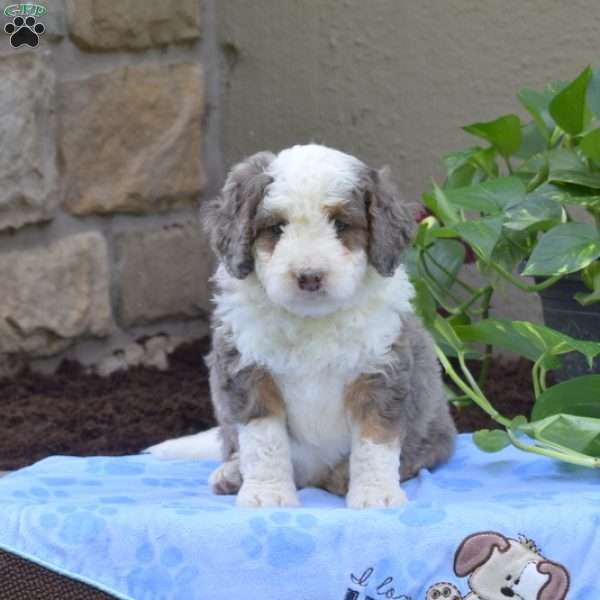 Braxton, Mini Bernedoodle Puppy