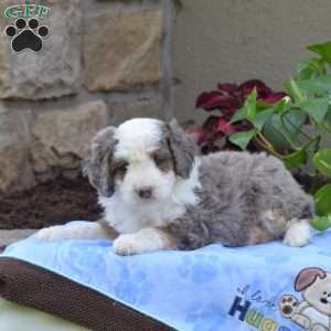 Braxton, Mini Bernedoodle Puppy
