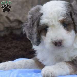 Braxton, Mini Bernedoodle Puppy