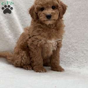 Bree, Mini Goldendoodle Puppy