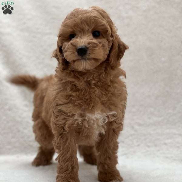 Bree, Mini Goldendoodle Puppy