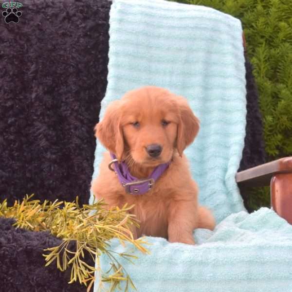 Breeze, Golden Retriever Puppy