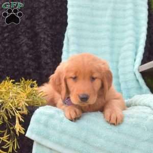 Breeze, Golden Retriever Puppy